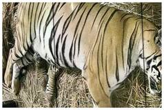 Delhi Zoo Enlivens With Birth Of Two Royal Bengal Tiger Cubs