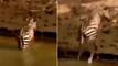 Crocodile Misses Grabbing Zebra By A Flash, Netizens Say ‘Lazy’: Watch