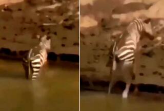 Crocodile Misses Grabbing Zebra By A Flash, Netizens Say    Lazy   : Watch
