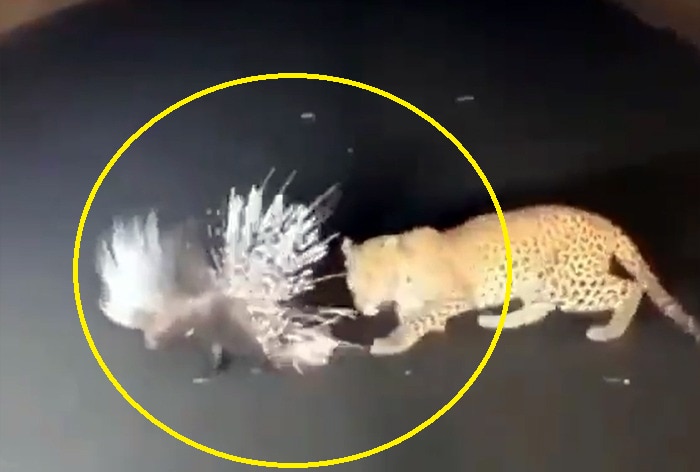 Viral Video: Porcupine's Quills Outsmart Leopard in Epic Jungle Showdown