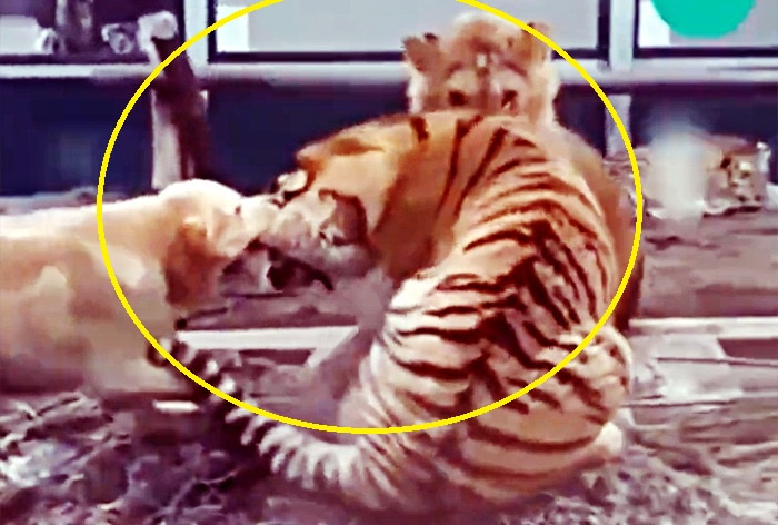 Viral Video: Brave Dog Bites Tiger's Ear, Stops Fight with Lion in Viral Video