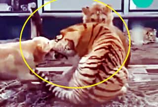 Viral Video: Brave Dog Bites Tiger's Ear, Stops Fight with Lion in Viral Video