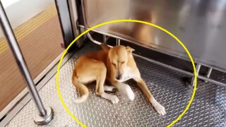 Viral Video: Dog Uses Mumbai Local Train Daily To Travel From Borivali To Andheri; Internet Is Amazed