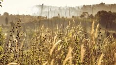 हिमालय में बेमौसम बारिश और बर्फबारी से खतरे में 'संजीवनी'; वैज्ञानिकों ने दी चेतावनी