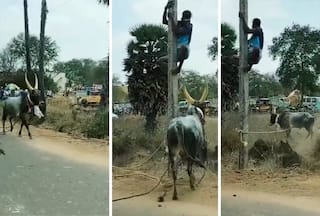 Viral Video Today: सांड ने दौड़ाया तो खंभे पर चढ़ गया शख्स, फिर जो हो गया यकीन ना करेंगे- देखें वीडियो