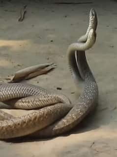 प्रेम करते हुए कैमरे में कैद हुए नाग-नागिन, देखिए अद्भुत नजारा