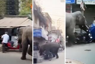 Hathi Ka Video: बाजार में घुसते ही पगला गया हाथी, जो भी सामने आया मारने के लिए दौड़ा लिया- देखें वीडियो