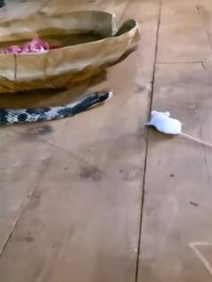 पहले नहीं होगा इतना आलसी सांप, सिर पकड़ लेंगे