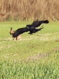 हिरण को दबोचकर उड़ने लगा बाज, मगर शिकार ने बाजी ही पलट दी