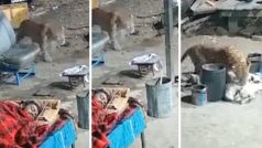 Wild Animal Video: शख्स के बगल में सोया था कुत्ता, चुपके से आया और उठाकर ले गया तेंदुआ। हिला देगा वीडियो