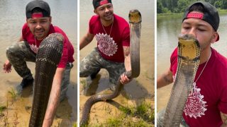 King Cobra Ka Video: डेंजरस किंग कोबरा को पहले गर्दन से पकड़ा, फिर फन को चूमने लगा लड़का- देखें वीडियो