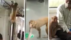 Metro Ka Video: मेट्रो में घुसकर बंदर ने धर्राटे काट दिए, फिर जो माहौल बना देखने लायक है- देखें वीडियो