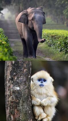 Top 10 Friendly Animals in The World