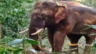 Elephant Attack: गलती से जंगली हाथी के सामने आ गया रिसर्च इंटर्न, पहले हवा में फेंका फिर कुचलकर मार डाला