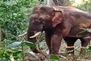 Elephant Attack: गलती से जंगली हाथी के सामने आ गया रिसर्च इंटर्न, पहले हवा में फेंका फिर कुचलकर मार डाला