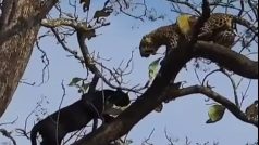 Animal Fight Video: तेंदुए का शिकार करने पेड़ पर चढ़ गया ब्लैक पैंथर, मगर झटके में पलट गया खेल- देखें वीडियो