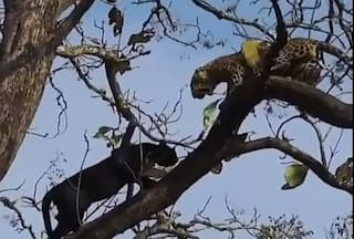 india.com top news