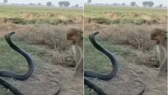 Bandar Aur Sanp Ka Video: कोबरा से पंगा लेने आ धमका शरारती बंदर, मगर पूंछ पकड़ते ही होश उड़ गए- देखें वीडियो