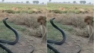 Bandar Aur Sanp Ka Video: कोबरा की पूंछ पकड़कर घसीटने लगा बंदर, आगे जो हुआ यकीन ना करेंगे- देखिए वीडियो