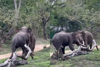 Hathi Ka Video: आमने-सामने आते ही भिड़ गए दो जंगली हाथी, भयंकर लड़ाई देख हर कोई सहम गया- देखें वीडियो