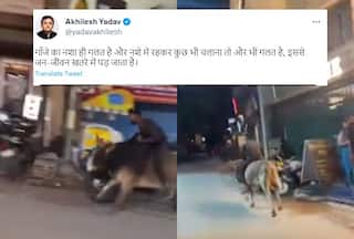 'गांजे का नशा ही गलत है', सांड पर बैठे शख्स का वीडियो शेयर कर किस पर निशाना साध रहे अखिलेश यादव