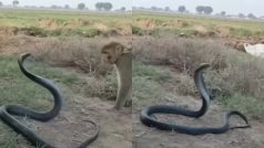 Cobra Ka Video: शिकार पर था कोबरा मगर मिल गया बंदर, फिर जो दिखा बस हंसते चले जाएंगे