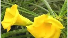 शनिवार के उपाय: आज के दिन कनेर के फूल से करें ये छोटा सा उपाय, कुछ ही दिनों में पलट जाएगी किस्मत