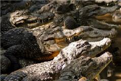 72-Year-Old Man Brutally Torn Apart by 40 Crocodiles in Cambodia