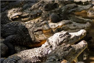 72-Year-Old Man Brutally Torn Apart by 40 Crocodiles in Cambodia