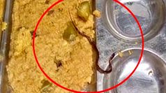 Snake Found in Mid-Day Meal at Govt School in Bihar   s Araria, Several Students Hospitalised