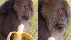 Bandar Ka Video: जूठा केला पकड़ाया तो शख्स से चिढ़ गया बंदर, ऐसा रूप दिखाया कांप गया बेचारा- देखें वीडियो