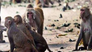 OMG! रामनगर में जंगल किनारे 10 से ज्यादा बंदरों की एक साथ मौत से हड़कंप, विषाक्त पदार्थ खिलाने की आशंका