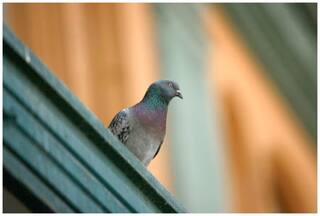 घर में कबूतर आना होता है शुभ या अशुभ? यहां जानें