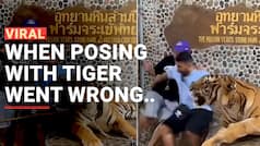 WATCH: Tiger Scares Two Men Who Were Clicking Picture With It, Their Reaction Will Leave You In Splits | Viral Video
