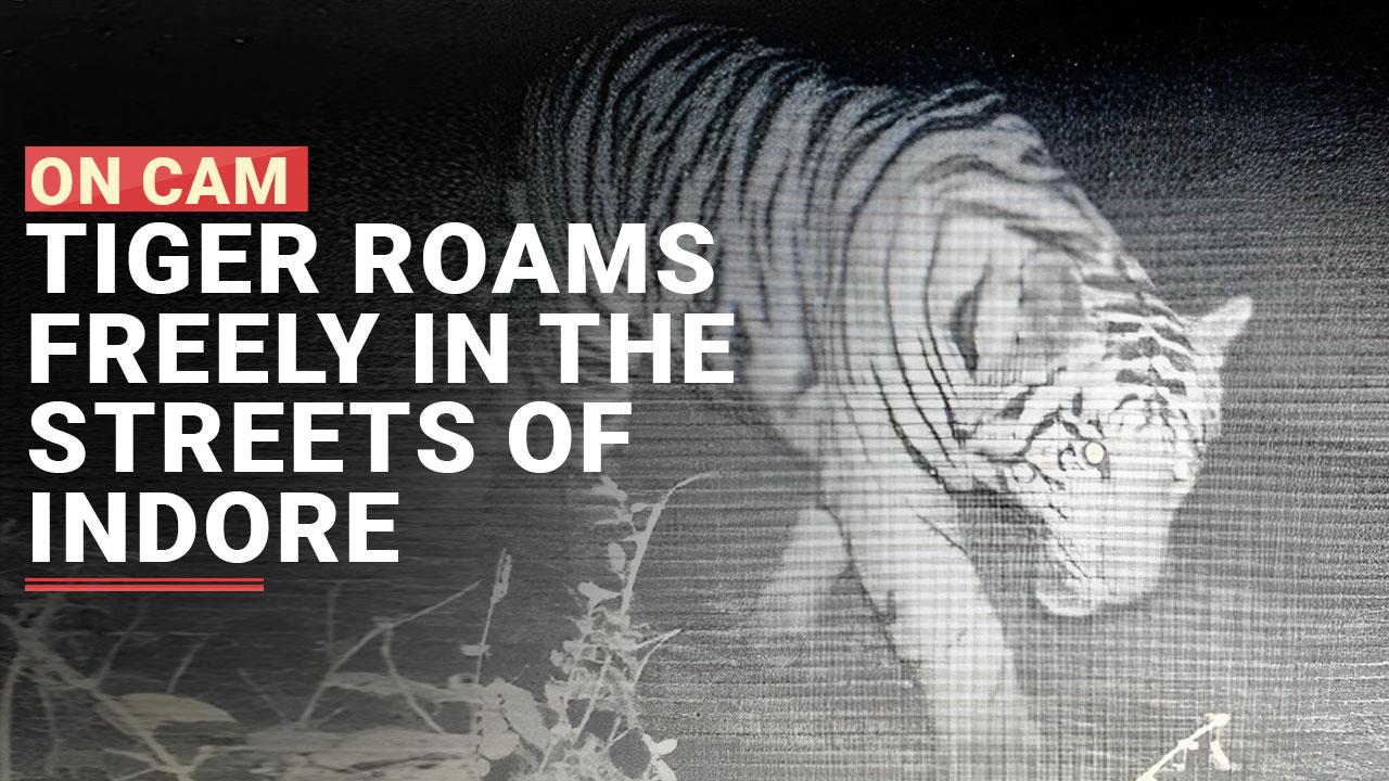 Caught on Cam: Tiger Spotted Roaming The Streets Of Ambedkar Nagar Cantonment Area In Indore
