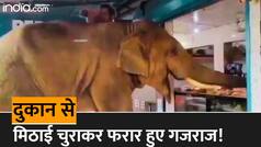 Hathhi Ka Video: अपनी पसंद की मिठाई खाने दुकान में घुसा हाथी, एक-एक कर चट किया प्लेट | Watch Video