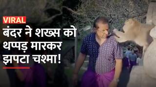 Bandar Ka Video: मंदिर घुमने आए शख्स से बंदर ने छीना चश्मा, फिर देखे कैसे वापस किया | Watch Video