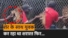 Viral Video: Zoo में जंगल के राजा संग मस्ती करना युवक को पड़ा महंगा, देखें कैसे शेर ने चबा ली उंगली| Watch Video