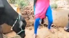 भैंस को डांस दिखाने लगी लड़की, पड़ी ऐसी टक्कर उड़ गई बेचारी