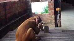 Bandar Ka Video: बंदर ने अचानक खुद को शीशे में देखा लिया, फिर उसने जो किया सोच नहीं सकते | वीडियो