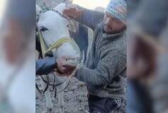Viral Video shows Horse Being Forced To Smoke Weed On Way To Kedarnath Temple, Internet Outraged: Watch
