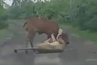 Gujarat Man Chases Away Lion Who Attacked His Cow, Video Viral: Watch