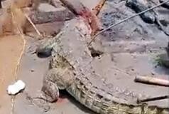 Crocodile Beaten To Death After It Devoured Bihar Teen