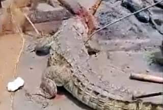 Crocodile Beaten To Death After It Devoured Bihar Teen