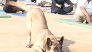 Viral Video: ITBP Dog Performs Yoga with Personnel on 9th International Yoga Day