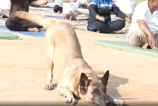 Viral Video: ITBP Dog Performs Yoga with Personnel on 9th International Yoga Day