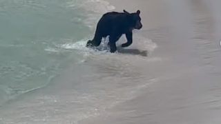 ICYMI: Bear's Day Out At Beach With A Quiet Swimming Session