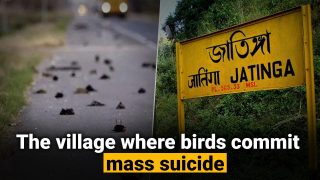 Jatinga Village: A Mysterious Place Where Birds Commit Suicide | Watch Video