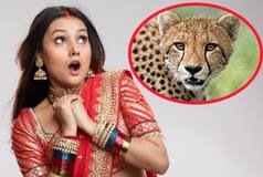जब 'मेरी सास भूत है' की शूटिंग देखने सेट पर पहुंचे चीते! डर के मारे एक्टर्स की हालत हुई खराब