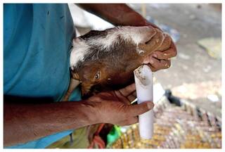 ईद से पहले मुंबई में बकरे को लेकर बवाल, पढ़ी गई हनुमान चालीसा